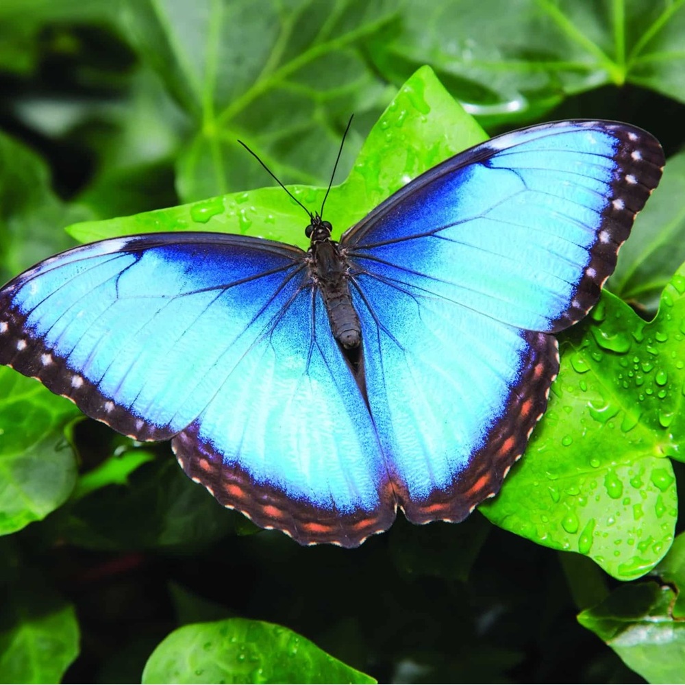 Meet your Posher, Butterfly J